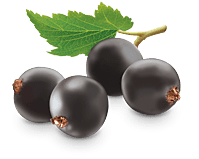 image-139138-currant.png?1423813149143